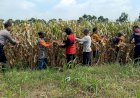 Kompak-Wujudkan-Swasembada-Pangan,-Polisi-dan-Petani-di-Balongbendo-Kelola-Tanaman-Jagung
